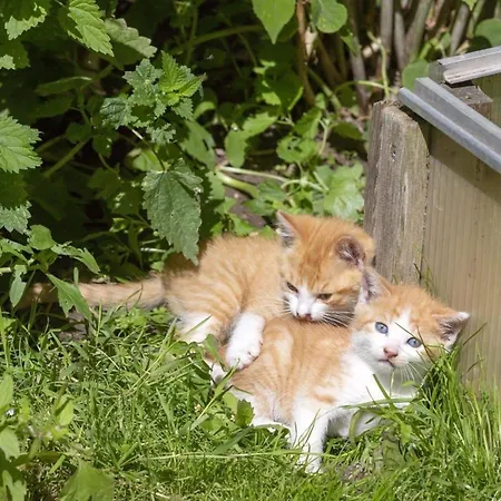 Nette Ferienwohnung In Mit Grill Und Garten